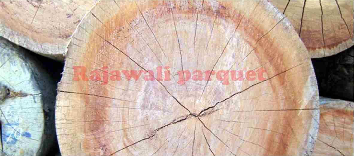 Mengenal Kayu Apitong Sebagai Salah Satu Jenis Kayu Terbaik Asal