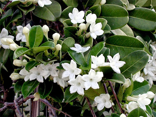 HOW TO GROW THE MADAGASCAR JASMINE |The Garden of Eaden