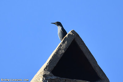 Merla blava al poble de Siurana