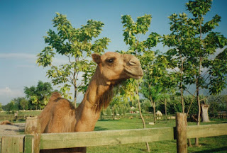 Bursa Hayvanat Bahçesi'nden bir deve