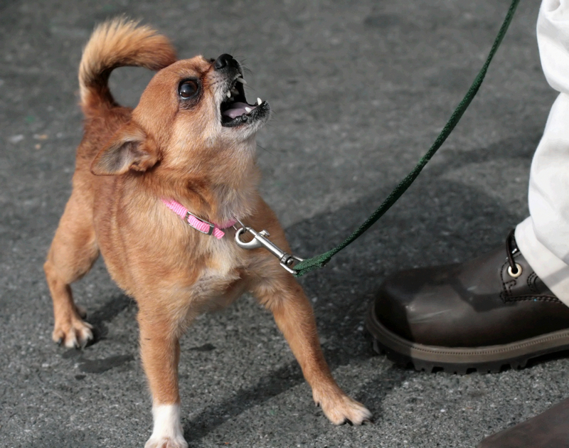 Por que o Comportamento Agressivo do Cão ~ Dicas pet shop sua pet stores