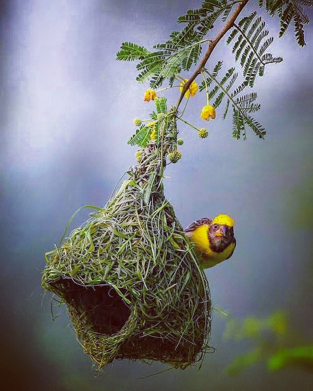 Baya Weaver's Nest