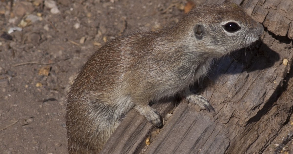 Mammals of the Sonoran Desert Casa Grande Ruins National Monument U.S