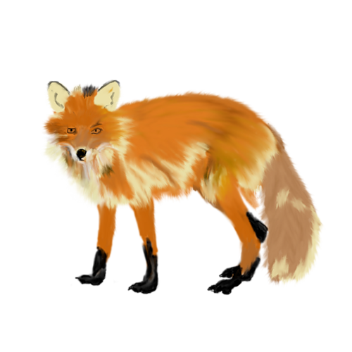 ForgetMeNot: Animals foxes