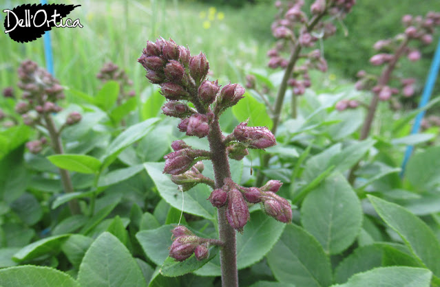 i nostri prodotti sono confetture di petali di rosa, gelatina di tarassaco, confetture di piccoli frutti, lampone, fragoline, ribes rosso, bianco e nero, uva spina, amarene, fichi, prugne, melone, oleolito di iperico, oleolito di rosa, oleolito di rosmarino, oleolito di salvia, oleolito di cipresso, oleolito di lavanda, sali aromatizzati al timo, issopo, maggiorana ajon, salamoia bolognese, ghirlande