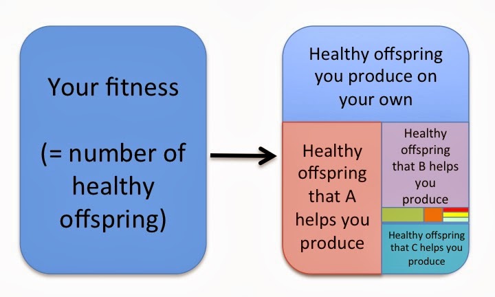 PLEKTIX: What's the deal with fitness theory?