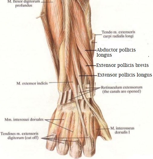Extensor tendon of the forearm
