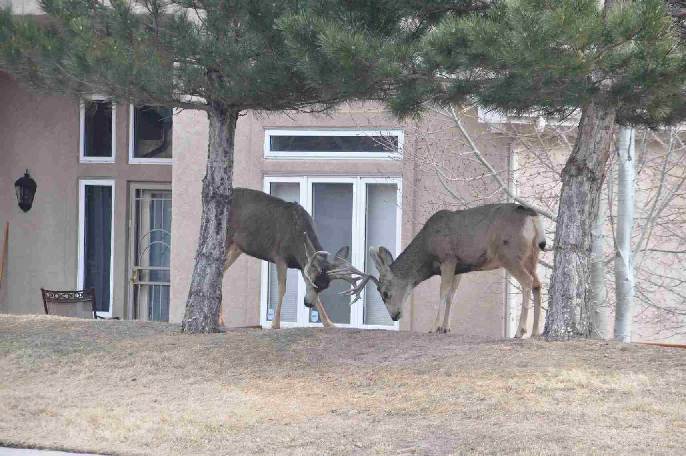 Deer coloradoviews.blogspot.com