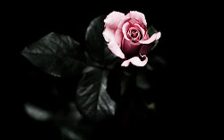 rose pink dark background romantic wallpapers roses backgrounds heart flower iphone flowers computer downloads