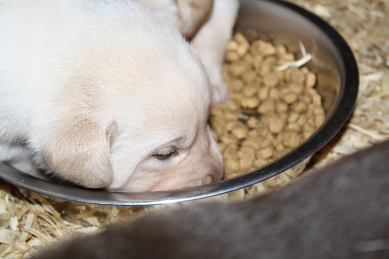 Top of the Hill Labs 3 Weeks Old Puppy Food, Yum!