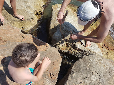 Iñigo is a master hunter. We found crabs, urchins, anenenenomes, and fish