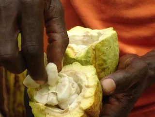 Cacao field cocoa tree farmer in Ghana