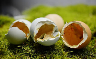 How to Use Eggshells for Plants