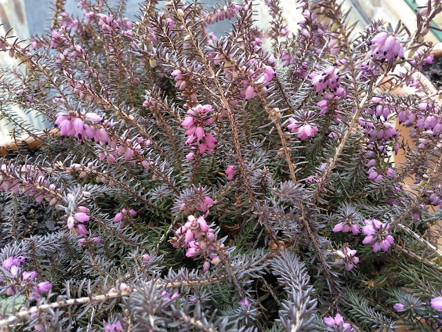 Brezo rosado (Erica x darleyensis).