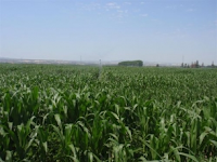 Europa retira cuatro maíces transgénicos