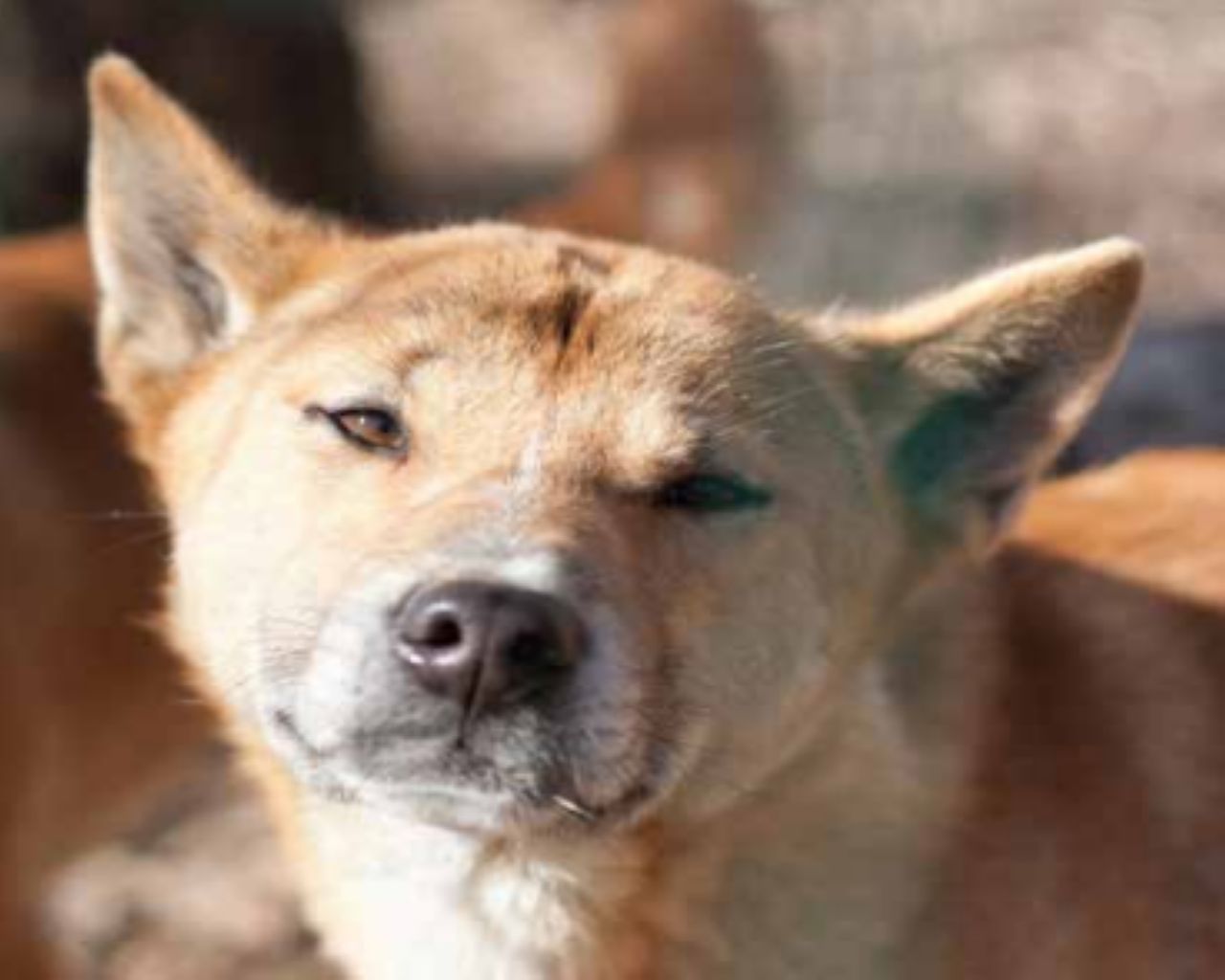 New Guinea Singing Dog