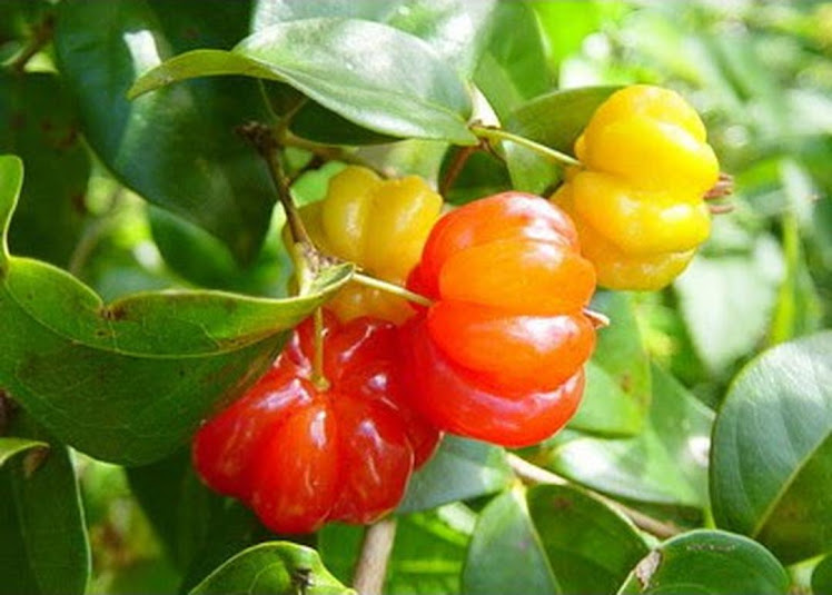Bibit Tanaman Buah Dewandaru cermai belanda dewa ndaru unik dan langka cepat berbuah Bontang