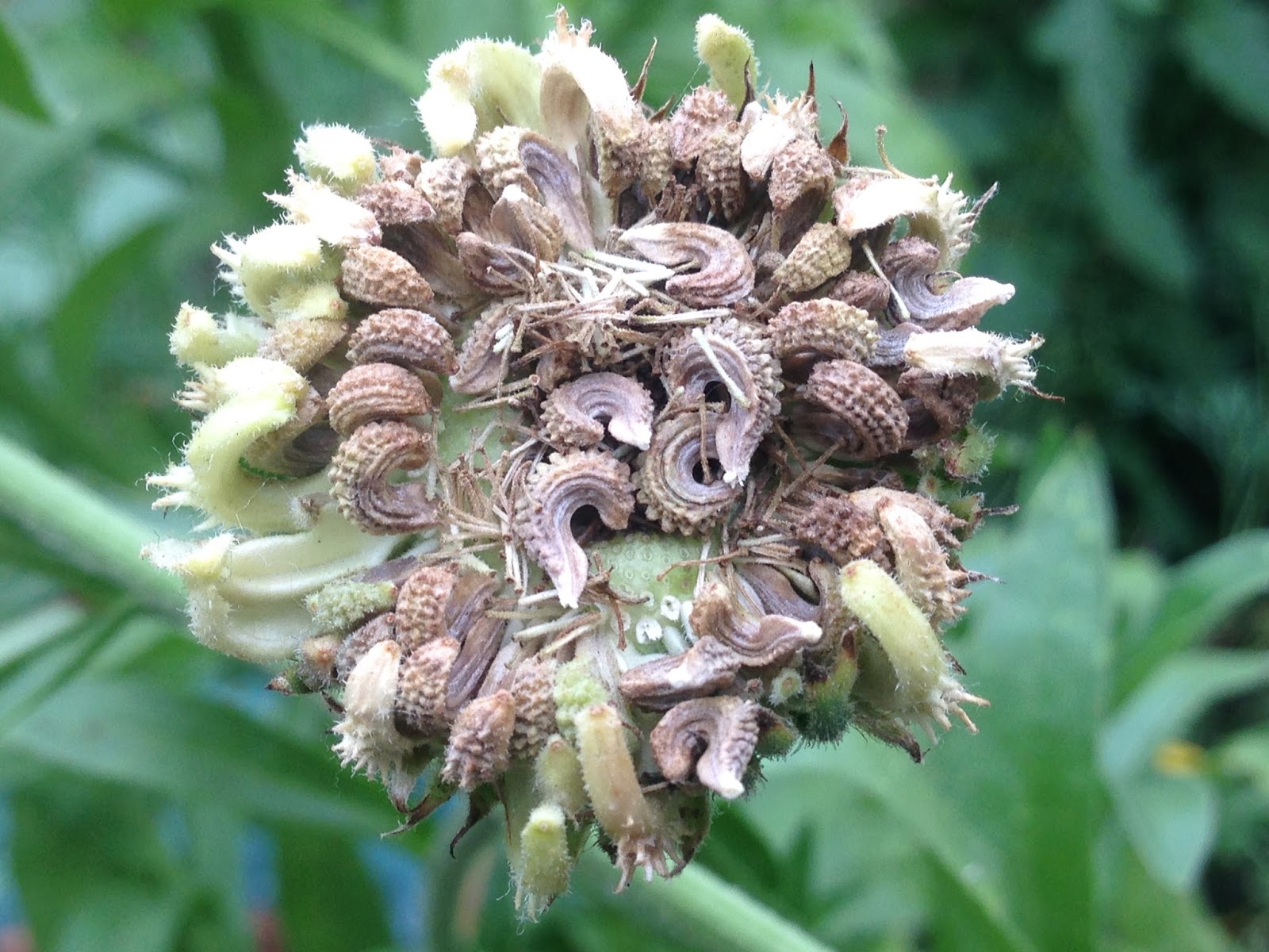 календула цветок семена. семена ноготков. ноготки цветы семена. как выглядят семена календулы. фото семян календулы.