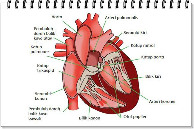 Jantung Manusia