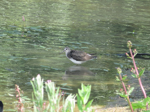 Green Sandpiper - RSPB Old Moore, Yorkshire