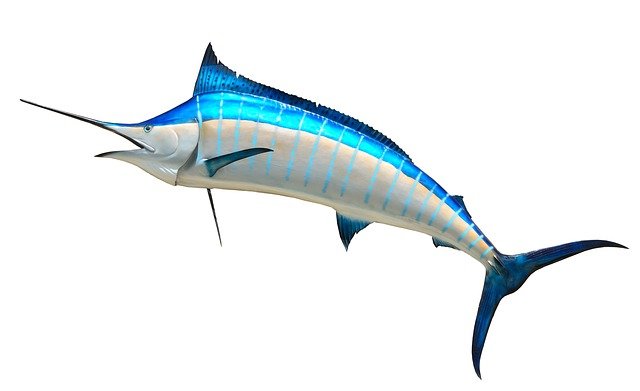 ikan sua ciam dan ke annya yang harus kita ketahui ikan sua ciam dan ke annya yang harus kita ketahui