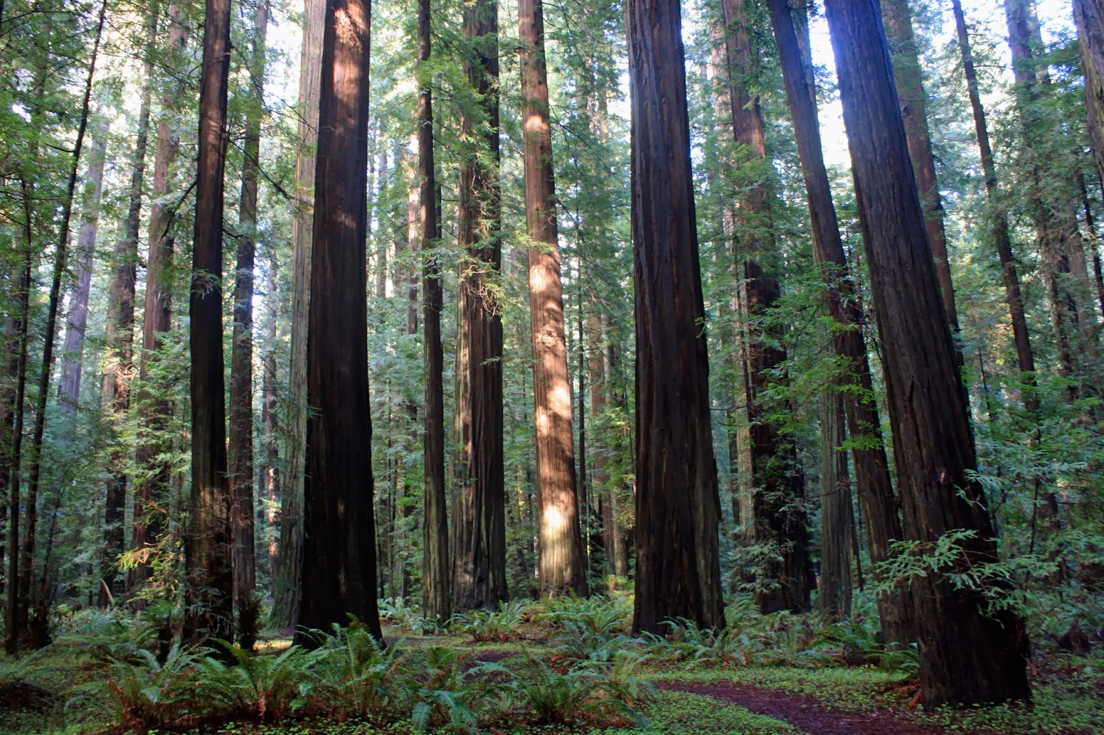plodding in paradise: ON THE ROAD: REDWOODS MAGIC