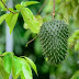 HOJAS DE GUANABANA Propiedades Medicinales