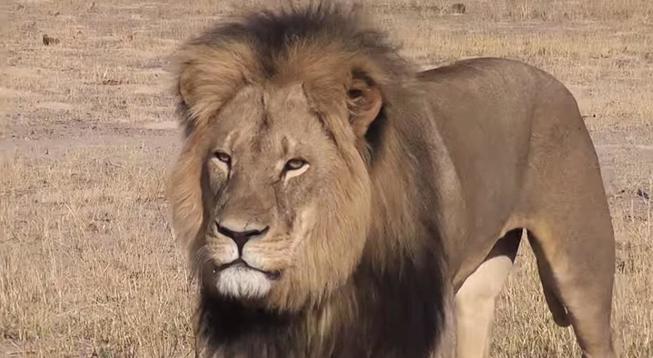 Cecil, el precioso ejemplar asesinado