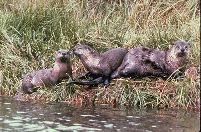 North American otter