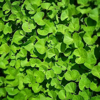 Brahmi-mandukparni (Centella Asiatica) benefits herbal arcade