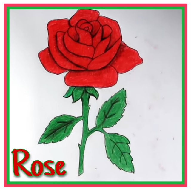 Rose Drawing