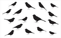 sparrow shapes shape identification bird sparrows birds wing tail silhouette wings names head larger length