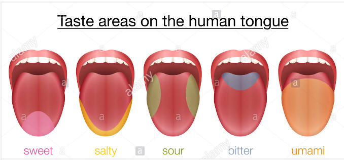 how can you get your taste buds back how can you get your taste buds back