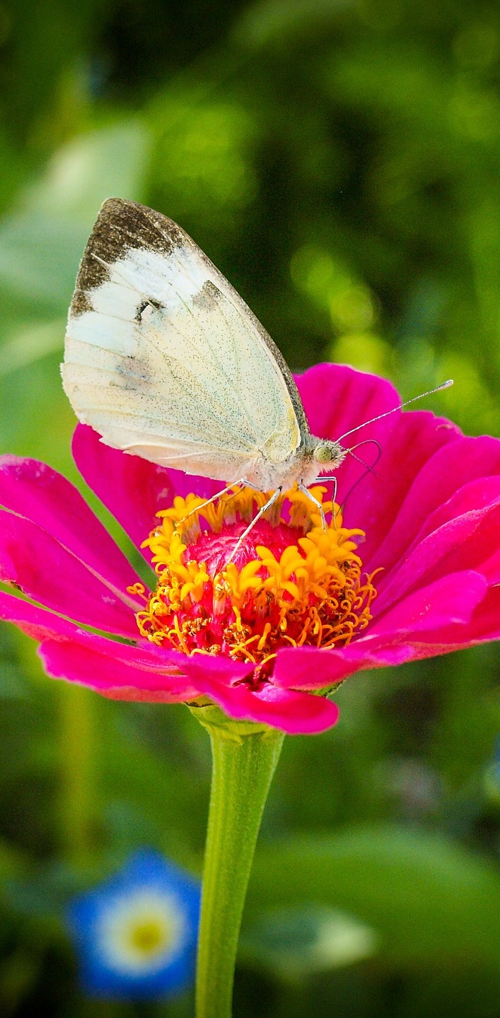 Butterfly on a red flower About Wild Animals