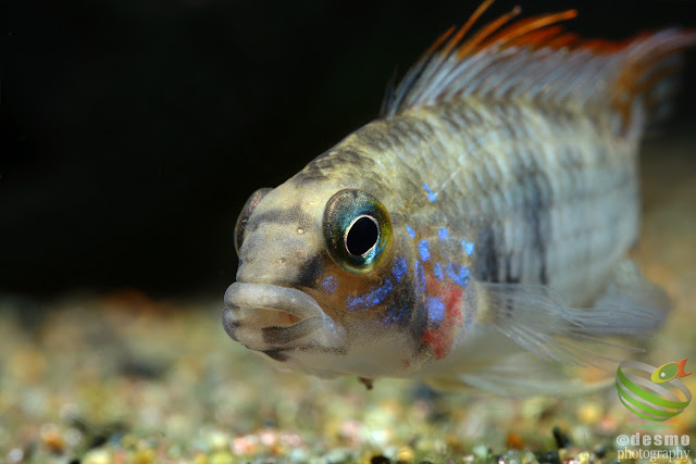 Apistogramma sp. Alto Vaupes I / sp. D39