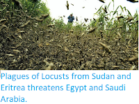 https://sciencythoughts.blogspot.com/2019/02/plagues-of-locusts-from-sudan-and.html