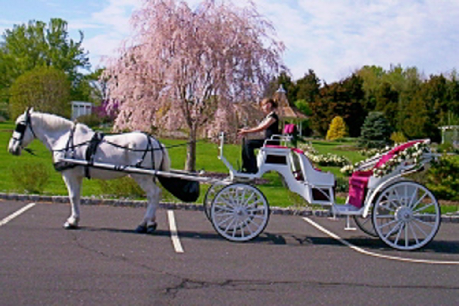 Dream Horse Carriage Company Spring Is On Its WayDream Horse Carriage
