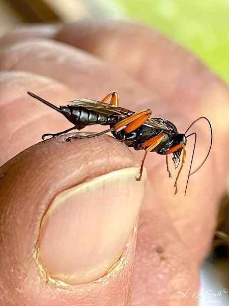 Black slip wasp - pimpla rufipe