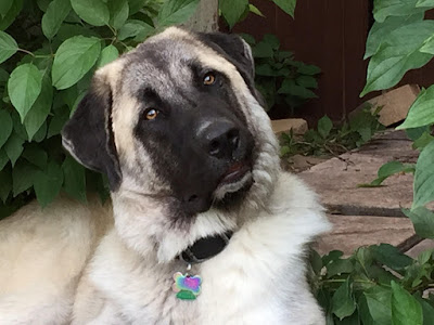 anatolian shepherd dog rescue breed profile nasrn submit please prone australian takes very