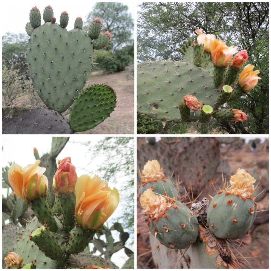 El nopal - blog 11