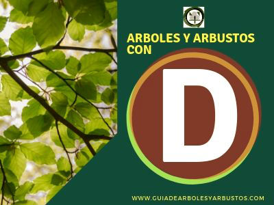 Arboles y arbusto con D, Listado de especies que empiezan con la letra D