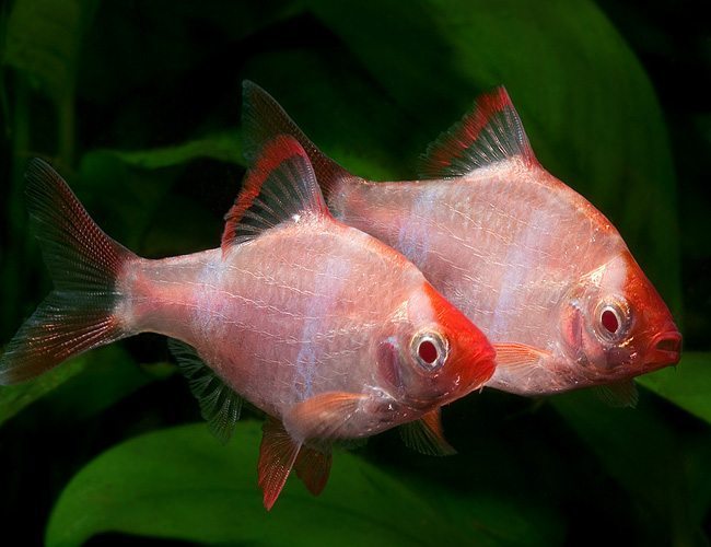 Jenis Ikan Sumatra Atau Tiger Barb Beserta Harganya Ikanesia.id
