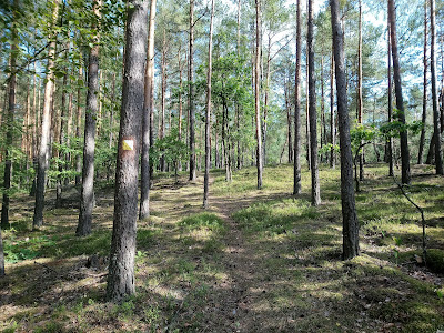 Ścieżka żółta między Palmirami a polaną turystyczną