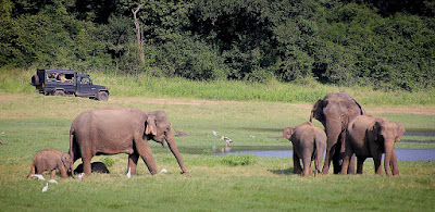 Bandhavgarh National Park. Bandhavgarh National Park.