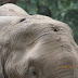 Elephant Who Was Shot In Forehead Approaches Humans For Help