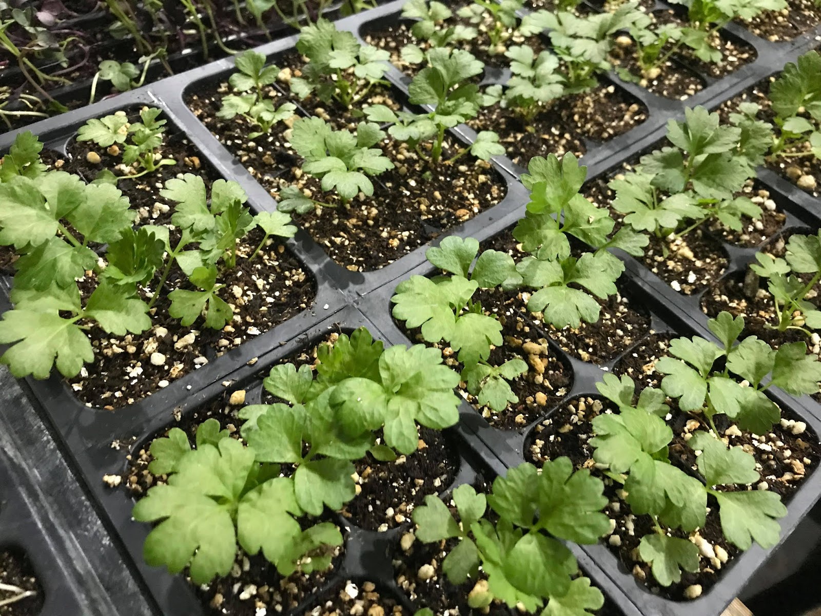 Alternative Roots Farm Sowing Seeds