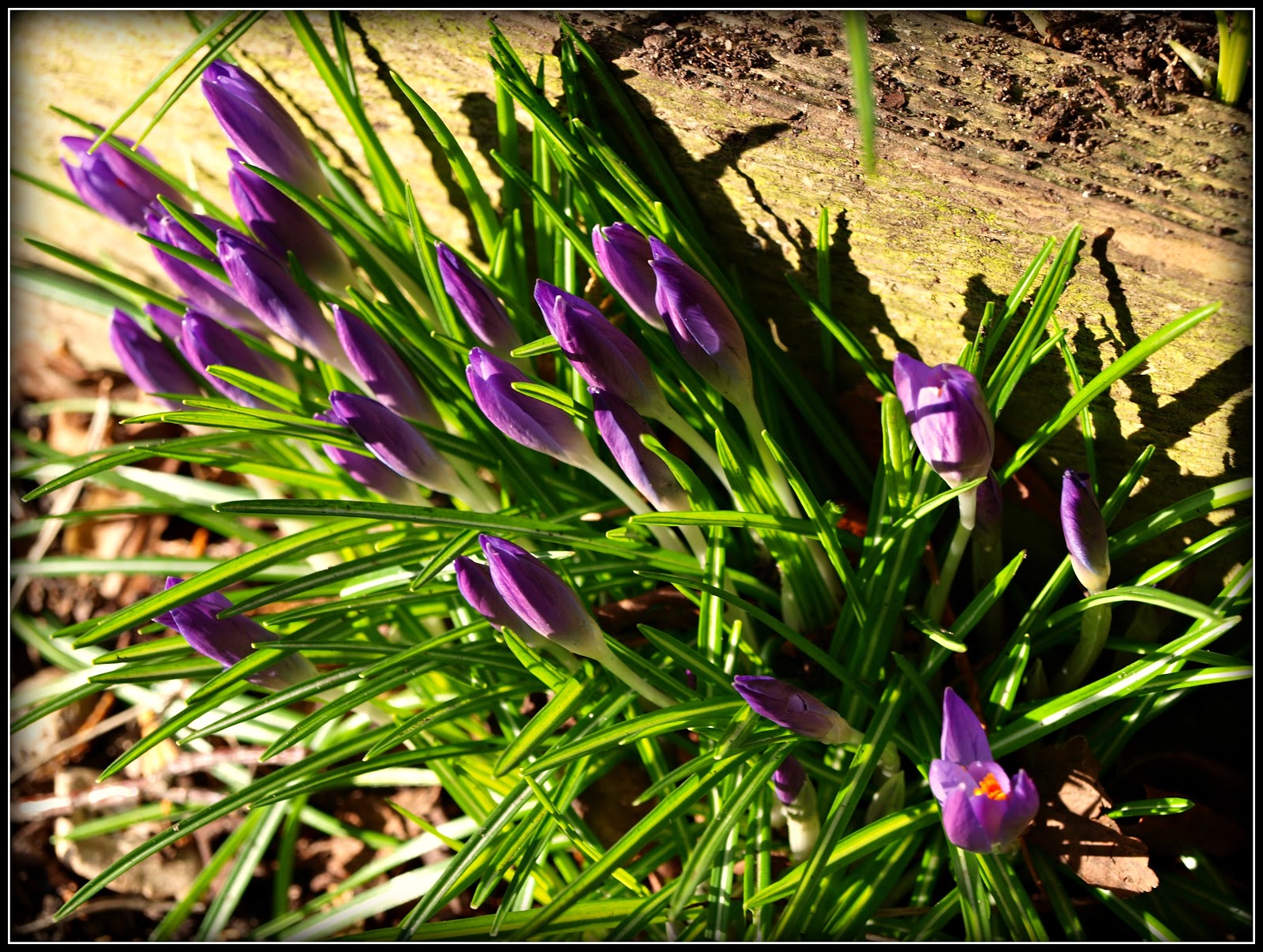 Mark's Veg Plot: Crocus