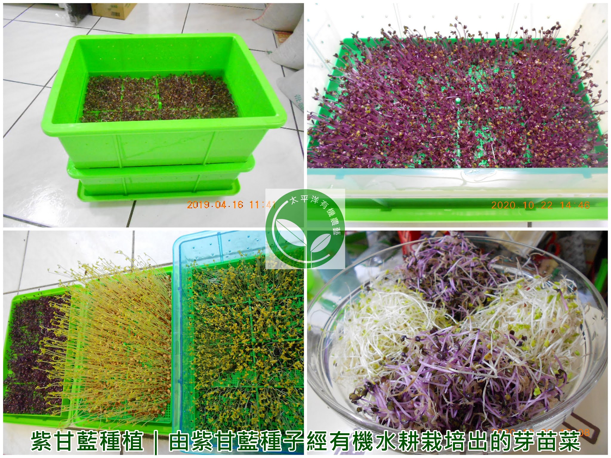 紫甘藍種植｜由紫甘藍種子經有機水耕栽培出的芽苗菜