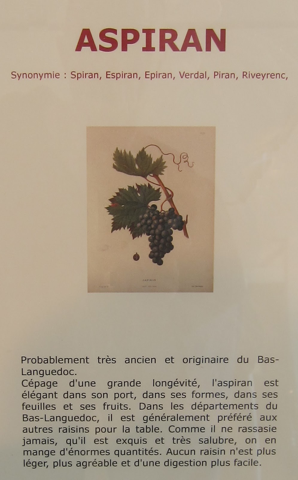 Languedoc Wine 150 Years of Languedoc grape varieties