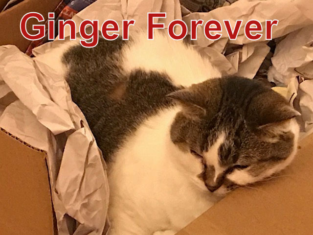 Ginger Forever